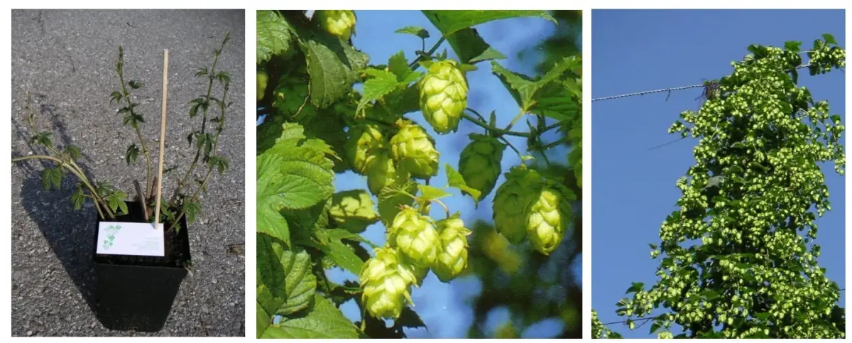 Der Frühling steht vor der Tür! Hopfensetzlinge ab jetzt erhältlich