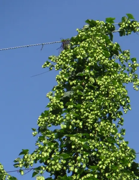 Die Hopfenernte beginnt in den nächsten Tagen - Hopfen Dekoranken ab jetzt wieder erhältlich